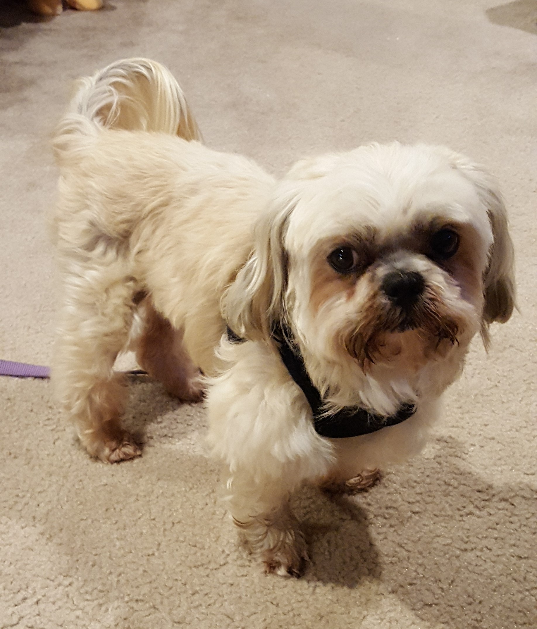 lucky - Shih Tzus & FurbabiesShih Tzus & Furbabies