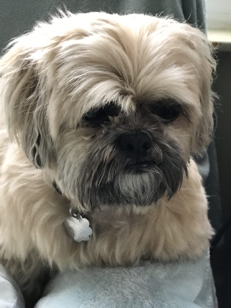 chewy2 - Shih Tzus & FurbabiesShih Tzus & Furbabies