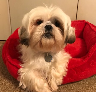 chiquita3 - Shih Tzus & FurbabiesShih Tzus & Furbabies