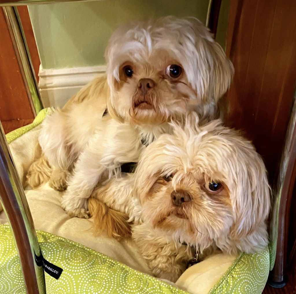 Rescued, Bonded Shih Tzu Males Ready for AdoptionShih Tzus & Furbabies