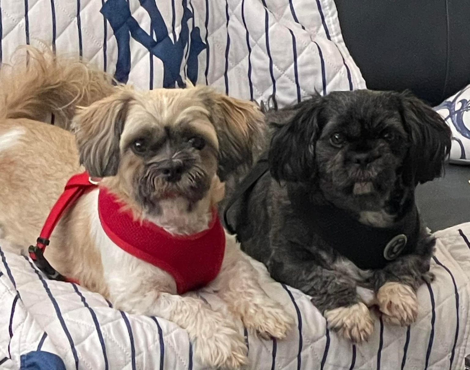 Sassy and Buddy - Shih Tzus & FurbabiesShih Tzus & Furbabies