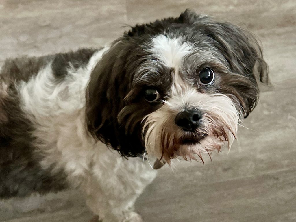 Toby - Shih Tzus & FurbabiesShih Tzus & Furbabies